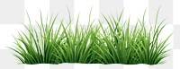 PNG Grass plant green lawn. 