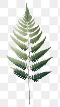 PNG Plant fern leaf nature. 