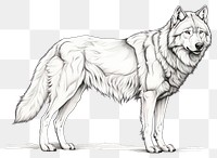 PNG Wolf drawing animal mammal transparent background