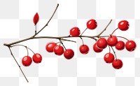 PNG Cherry plant fruit rowanberry. AI generated Image by rawpixel.