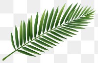 PNG Plant leaf tree transparent background. 