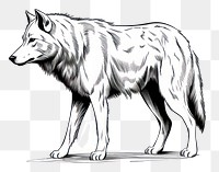 PNG Wolf drawing mammal animal transparent background