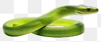 PNG Wildlife reptile animal snake. 