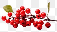 PNG Winterberry cherry plant fruit. 