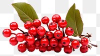 PNG Winterberry cherry plant fruit. AI generated Image by rawpixel.