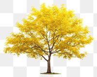 PNG Plant maple tree tranquility. 