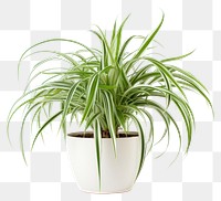 PNG Plant houseplant freshness floristry. 