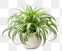 PNG Plant bromeliaceae houseplant flowerpot