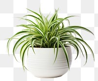 PNG Plant bromeliaceae houseplant freshness. 