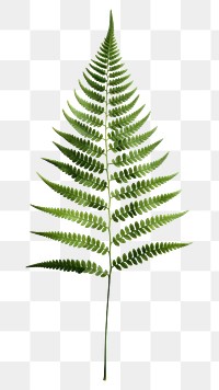 PNG Fern plant leaf transparent background