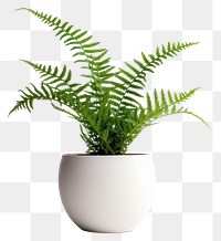 PNG Fern plant leaf houseplant transparent background