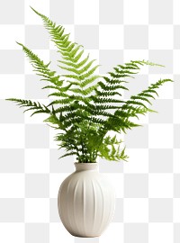 PNG Fern plant leaf transparent background