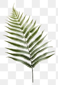 PNG Fern plant leaf transparent background