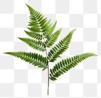 PNG Fern plant leaf transparent background