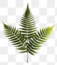 PNG Fern plant leaf transparent background