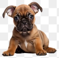 PNG Puppy dog portrait bulldog. 