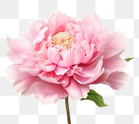 PNG Peony blossom flower dahlia. 