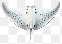 PNG White background animal shark wing. 