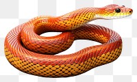 PNG Cornsnake reptile animal  