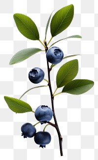 PNG Blueberry branch fruit plant. 