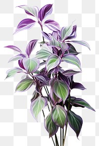 PNG Plant leaf inflorescence freshness. AI generated Image by rawpixel.