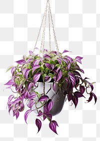 PNG Plant houseplant chandelier floristry. AI generated Image by rawpixel.