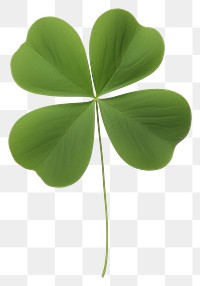 PNG Clover plant leaf white background