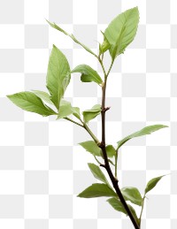 PNG Plant herbs leaf tree. AI generated Image by rawpixel.