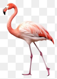 PNG Flamingo animal bird white background. AI generated Image by rawpixel.