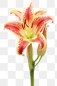 PNG Inca lily flower plant white background. AI generated Image by rawpixel.