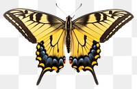 PNG Butterfly insect animal moth. AI generated Image by rawpixel.