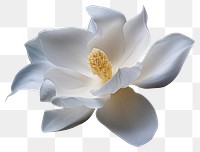 PNG Flower magnolia blossom petal. 