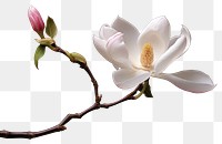 PNG Flower magnolia blossom orchid. 