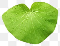 PNG Plant petal green leaf. 