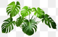 PNG Plant green leaf freshness. 