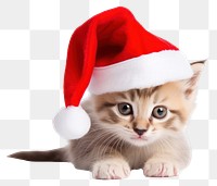 PNG Cat christmas mammal animal. 