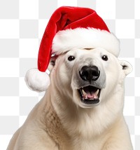 PNG Polar bear christmas mammal animal. 