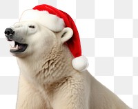 PNG Polar bear christmas mammal animal. 