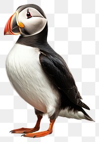 PNG Puffin puffin animal bird. AI generated Image by rawpixel.