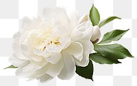 PNG Blossom flower plant rose