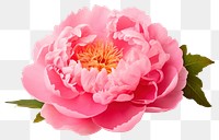 PNG Blossom flower dahlia plant. AI generated Image by rawpixel.