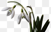 PNG Flower snowdrop blossom plant. AI generated Image by rawpixel.