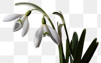 PNG Flower snowdrop blossom plant. 