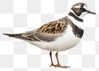 PNG Bird animal beak wing. AI generated Image by rawpixel.