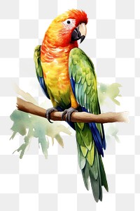 PNG Parrot animal bird creativity. 