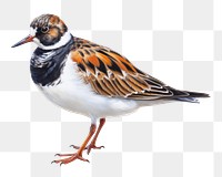 PNG Sparrow animal bird beak. AI generated Image by rawpixel.