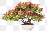 PNG Blossom bonsai plant rhododendron. 