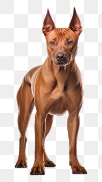 PNG Mammal animal dog pet. AI generated Image by rawpixel.