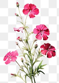 PNG Flower petal plant red. AI generated Image by rawpixel.