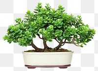 PNG Bonsai plant leaf tree. 